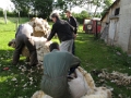 20120608 SHEEP SHEARING Le Bosquet with Richard & Becky Lythgoe 44